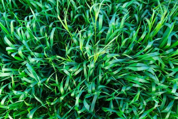 Brotes Trigo Verde Joven Primer Plano Para Fondo Vista Desde — Foto de Stock