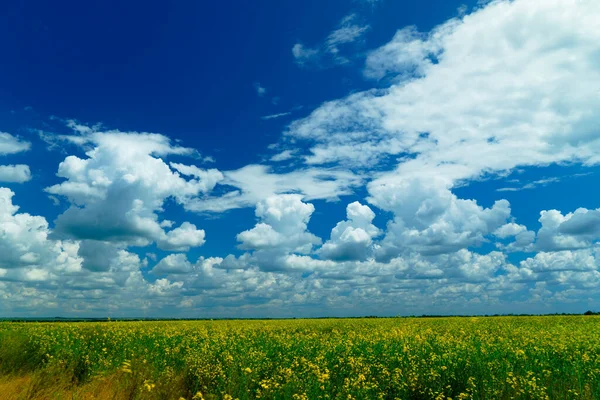 菜の花畑と曇りの空明るい晴れた日農地美しい夏の風景 — ストック写真