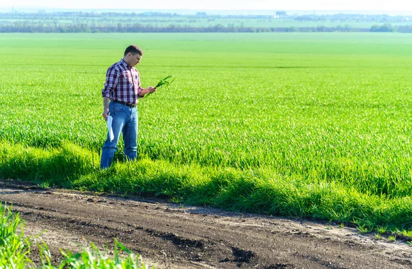 농부로서 들판을 곡류의 검사하고 검사하고 — 스톡 사진