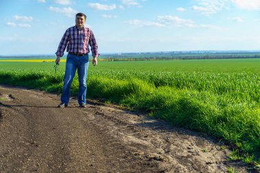 Bir çiftçi olarak tarlada ekose gömlek ve kot giymiş, buğday, arpa, çavdar ya da diğer mısır gevreklerinden oluşan taze lahanaları denetliyor ve denetliyor, bir tarım ve tarım kavramı.