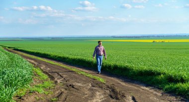 Bir çiftçi olarak tarlada ekose gömlek ve kot giymiş, buğday, arpa, çavdar ya da diğer mısır gevreklerinden oluşan taze lahanaları denetliyor ve denetliyor, bir tarım ve tarım kavramı.