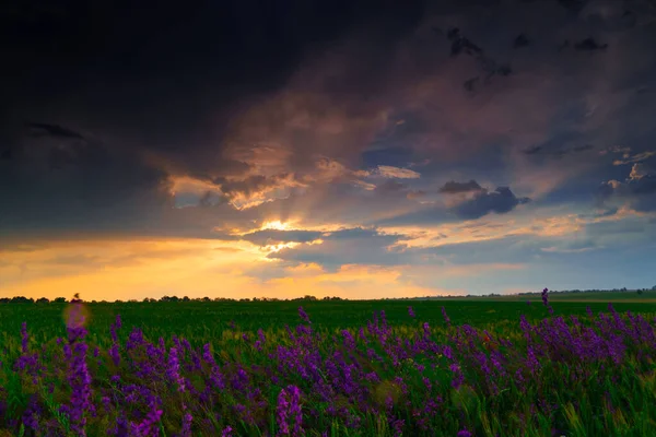 Bela Paisagem Verão Pôr Sol Campo Trigo Com Flores Silvestres — Fotografia de Stock