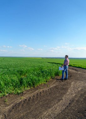 Bir çiftçi olarak tarlada ekose gömlek ve kot giymiş, buğday, arpa, çavdar ya da diğer mısır gevreklerinden oluşan taze lahanaları denetliyor ve denetliyor, bir tarım ve tarım kavramı.