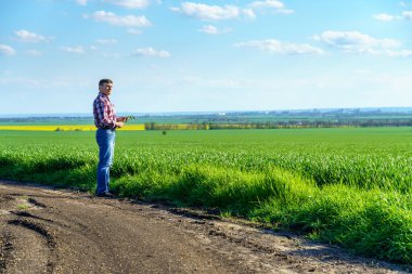 Bir çiftçi olarak tarlada ekose gömlek ve kot giymiş, buğday, arpa, çavdar ya da diğer mısır gevreklerinden oluşan taze lahanaları denetliyor ve denetliyor, bir tarım ve tarım kavramı.