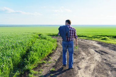 Bir çiftçi olarak tarlada ekose gömlek ve kot giymiş, buğday, arpa, çavdar ya da diğer mısır gevreklerinden oluşan taze lahanaları denetliyor ve denetliyor, bir tarım ve tarım kavramı.