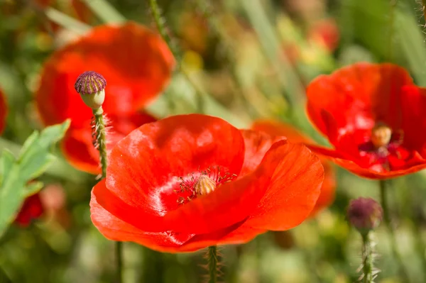 Vallmo blomma på äng — Stockfoto