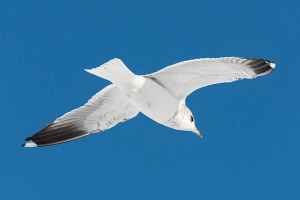 Een witte vogel vliegt op sky — Stockfoto