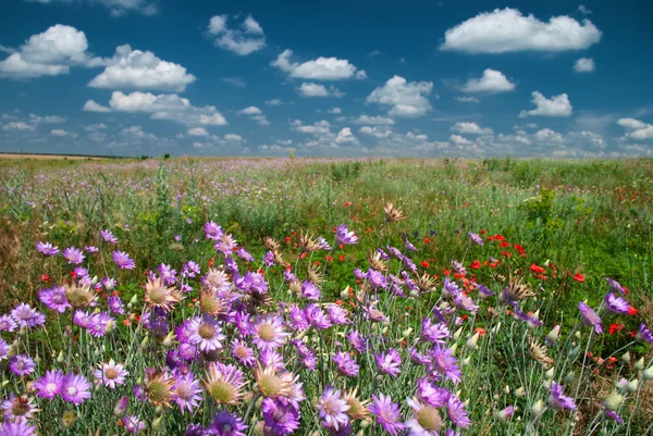 野生の花と夏の風景 — ストック写真
