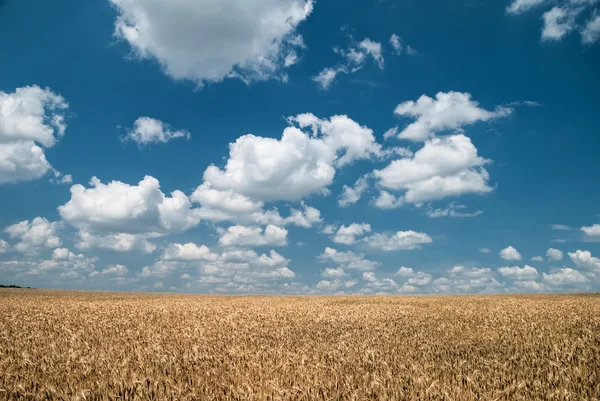 Campo de trigo y paisaje cielo azul — Foto de Stock