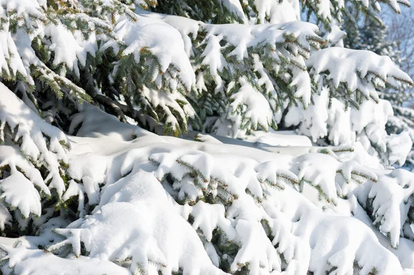 Gran grenar med snö — Stockfoto