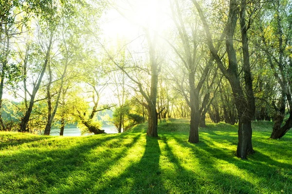 Bosque de verano con sol y sombra — Foto de Stock