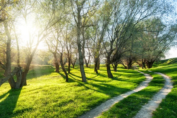 Sommaren skog med solen och marken road — Stockfoto