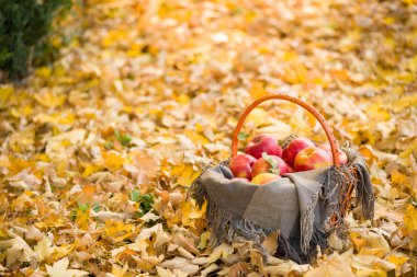 sepeti elmalı orman sonbahar yaprakları üzerinde