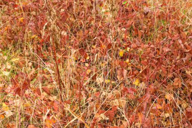 Sonbahar çimleri ve yaprak yağmur arka plan olarak sonra