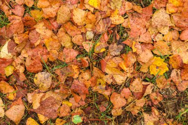 Islak sonbahar yağmur sonra yere bırakır.