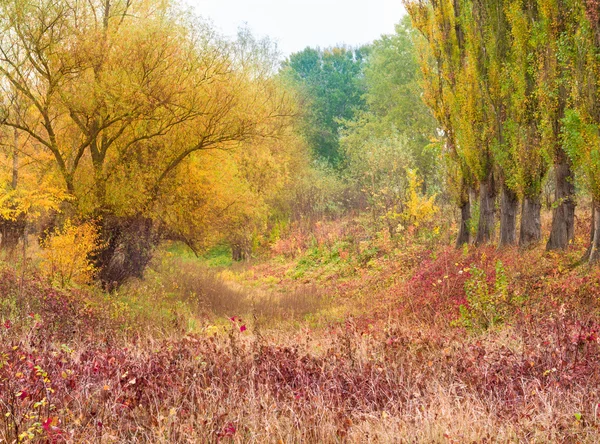 Forêt d'automne après la pluie — Photo