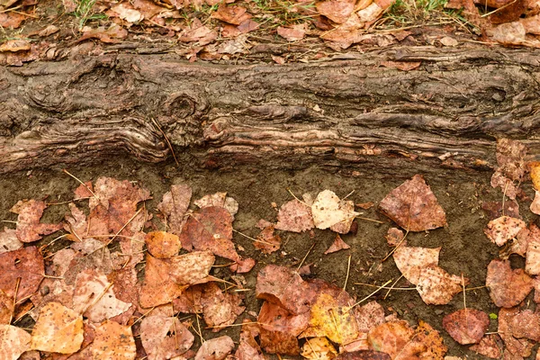 Mokra jesień liście po deszczu na ziemię — Zdjęcie stockowe