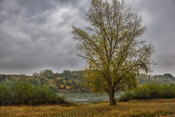 Déšť v podzimním lese — Stock fotografie