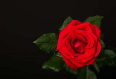 Siyah arkaplanda bir kırmızı gül
