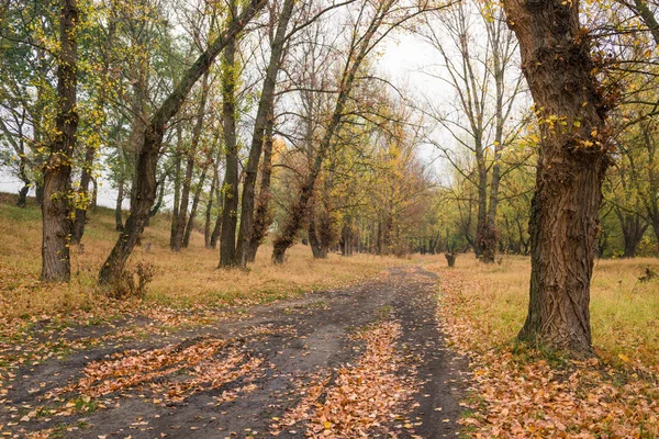 Осінній ліс після дощу — стокове фото