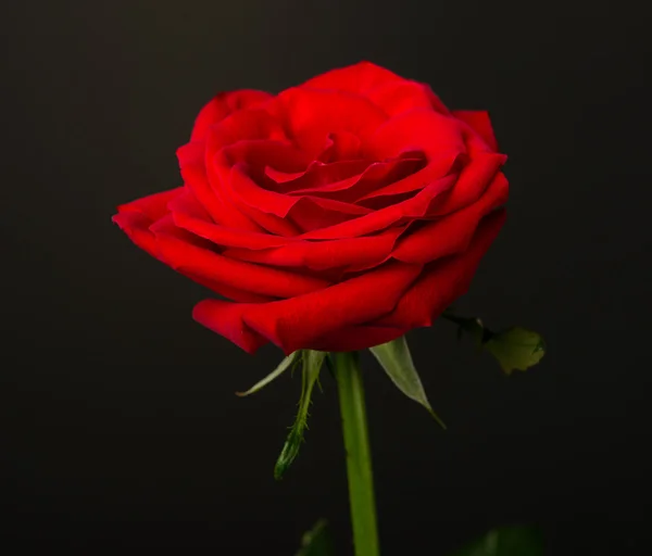 One red rose on black background — Stock Photo, Image