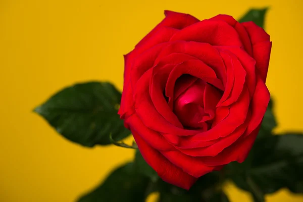 Una rosa roja sobre fondo amarillo — Foto de Stock