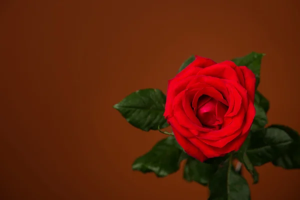 Una rosa rossa su sfondo marrone — Foto Stock