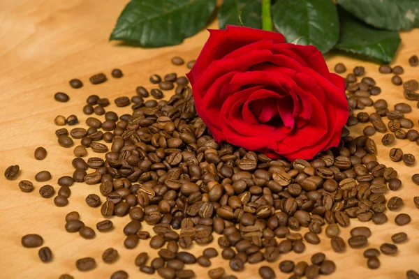 Rosa rossa su semi di caffè e fondo in legno — Foto Stock