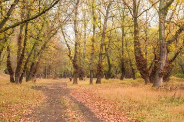 yağmurdan sonra sonbahar orman
