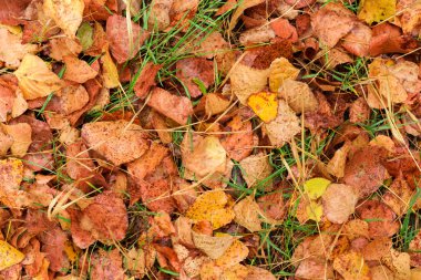 Islak sonbahar yağmur sonra yere bırakır.