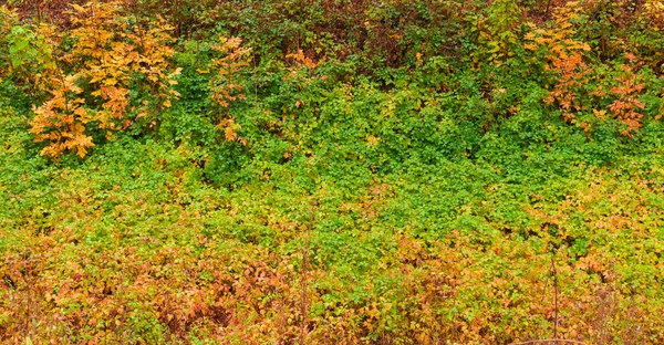Herbstgras und Blätter nach Regen als Hintergrund — Stockfoto