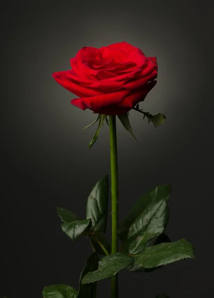 One red rose on black background — Stock Photo, Image