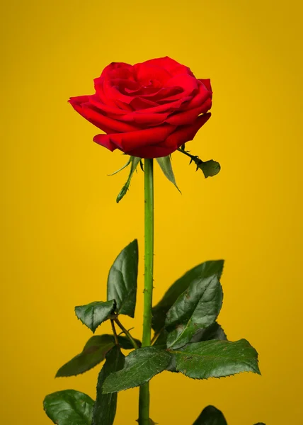 Una rosa rossa su sfondo giallo — Foto Stock