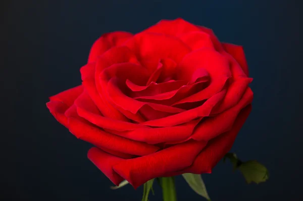 One red rose on black background — Stock Photo, Image