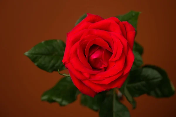 Una rosa roja sobre fondo marrón —  Fotos de Stock