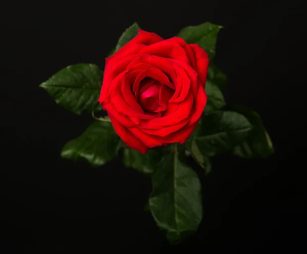 One red rose on black background — Stock Photo, Image