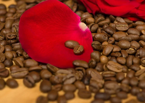Röd ros på kaffe frön och trä bakgrund — Stockfoto