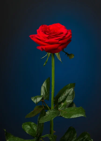 黑色背景的一朵红玫瑰 — 图库照片