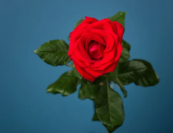 Eine rote Rose auf blauem Hintergrund — Stockfoto