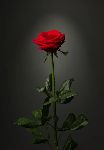 One red rose on black background — Stock Photo, Image