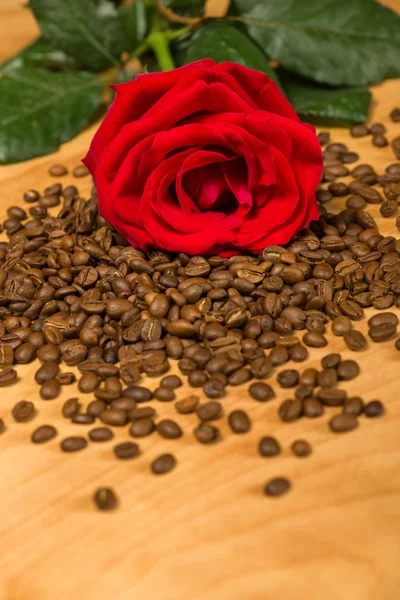 Rosa rossa su semi di caffè e fondo in legno — Foto Stock