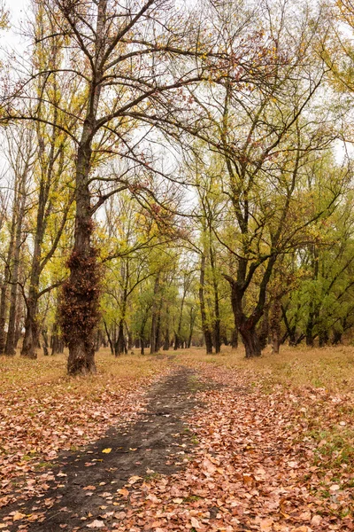 Forêt d'automne après la pluie — Photo