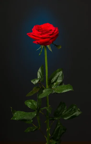 One red rose on black background — Stock Photo, Image