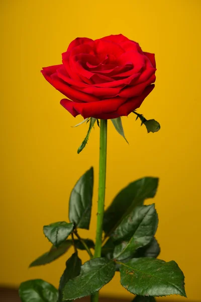Uma rosa vermelha no fundo amarelo — Fotografia de Stock