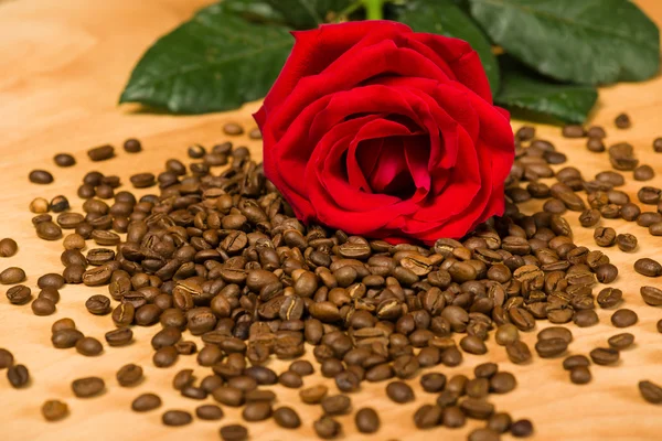 Vörös rózsa a kávé magok és a fából készült háttér — Stock Fotó