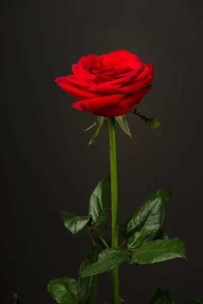 One red rose on black background — Stock Photo, Image