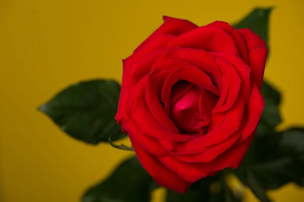 One red rose on yellow background — Stock Photo, Image