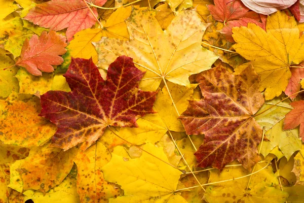 Herbst-Ahornblätter als Hintergrund — Stockfoto