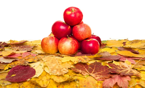 Manzanas y hojas de otoño sobre blanco — Foto de Stock