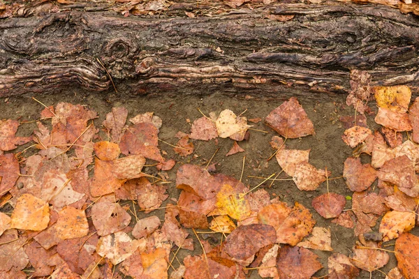 Nasses Herbstlaub nach Regen am Boden — Stockfoto